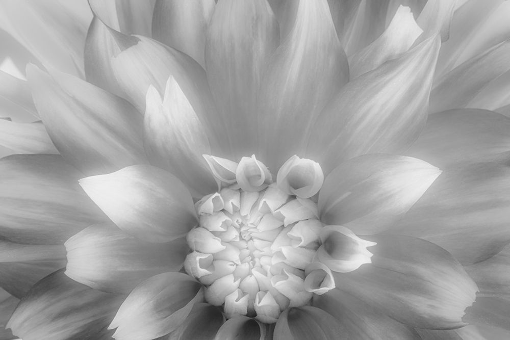 USA-Washington State-Seabeck Dahlia close-up in black and white